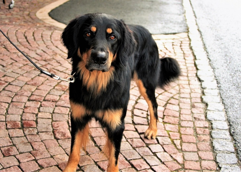 A Rottweiler and Poodle Mix